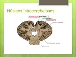 Núcleos intracerebelosos
 