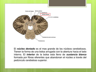 El núcleo dentado es el mas grande de los núcleos cerebelosos.
Tienen la forma de una bolsa arrugada con la abertura hacia el lado
interno. El interior de la bolsa esta lleno de sustancia blanca
formada por fibras eferentes que abandonan el núcleo a través del
pedúnculo cerebeloso superior.
 