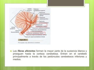  Las fibras aferentes forman la mayor parte de la sustancia blanca y
prosiguen hasta la corteza cerebelosa. Entran en el cerebelo
principalmente a través de los pedúnculos cerebelosos inferiores y
medios.
 