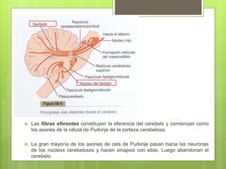 Las fibras eferentes constituyen la eferencia del cerebelo y comienzan como
los axones de la célula de Purkinje de la corteza cerebelosa.
 La gran mayoría de los axones de cels de Purkinje pasan hacia las neuronas
de los núcleos cerebelosos y hacen sinapsis con ellas. Luego abandonan el
cerebelo.
 