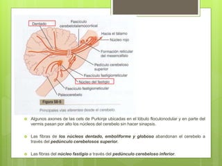  Algunos axones de las cels de Purkinje ubicadas en el lóbulo floculonodular y en parte del
vermis pasan por alto los núcleos del cerebelo sin hacer sinapsis.
 Las fibras de los núcleos dentado, emboliforme y globoso abandonan el cerebelo a
través del pedúnculo cerebelosos superior.
 Las fibras del núcleo fastigio a través del pedúnculo cerebeloso inferior.
 