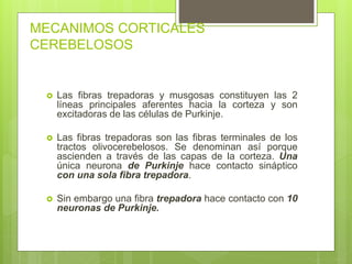 MECANIMOS CORTICALES
CEREBELOSOS
 Las fibras trepadoras y musgosas constituyen las 2
líneas principales aferentes hacia la corteza y son
excitadoras de las células de Purkinje.
 Las fibras trepadoras son las fibras terminales de los
tractos olivocerebelosos. Se denominan así porque
ascienden a través de las capas de la corteza. Una
única neurona de Purkinje hace contacto sináptico
con una sola fibra trepadora.
 Sin embargo una fibra trepadora hace contacto con 10
neuronas de Purkinje.
 