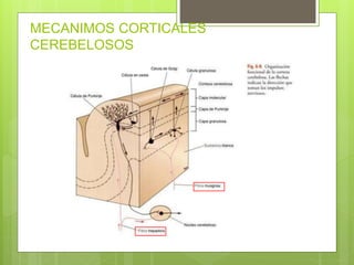 MECANIMOS CORTICALES
CEREBELOSOS
 