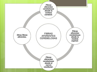FIBRAS
AFERENTES
CEREBELOSAS
Fibras
aferentes
cerebelosas
desde la
corteza
cerebral.
Fibras
aferentes
cerebelosas
desde la
medula
espinal.
Fibras
aferentes
cerebelosas
desde el
nervio
vestibular.
Otras fibras
aferentes.
 