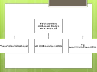 Fibras aferentes
cerebelosas desde la
corteza cerebral
Vía corticopontocerebelosa Vía cerebroolivocerebelosa
Vía
cerebrorreticulocerebelosa
 