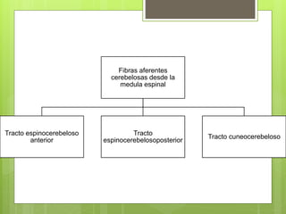 Fibras aferentes
cerebelosas desde la
medula espinal
Tracto espinocerebeloso
anterior
Tracto
espinocerebelosoposterior
Tracto cuneocerebeloso
 