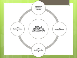 FIBRAS
EFERENTES
CEREBELOSAS
Vía globoso-
emboliforme-
rubrica.
Vía
dentotalámica.
Vía
fastigiovestibul
ar.
Vía
fastigiorreticul
ar.
 