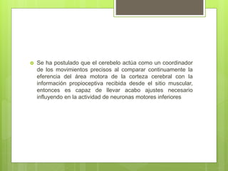  Se ha postulado que el cerebelo actúa como un coordinador
de los movimientos precisos al comparar continuamente la
eferencia del área motora de la corteza cerebral con la
información propioceptiva recibida desde el sitio muscular,
entonces es capaz de llevar acabo ajustes necesario
influyendo en la actividad de neuronas motores inferiores
 
