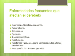 Enfermedades frecuentes que
afectan el cerebelo
 Agenesia o hipoplasia congénita.
 Traumatismo.
 Infecciones.
 Tumores.
 Esclerosis múltiple.
 Alcoholismo.
 Trastornos vasculares como trombosis de las arterias
cerebelosas.
 Intoxicación con metales pesados.
 