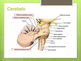 Cerebelo
 
