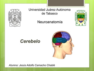 Universidad Juárez Autónoma
de Tabasco
Neuroanatomía
Alumno: Jesús Adolfo Camacho Chablé
Cerebelo
 