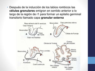 Labios Rombicos Cerebelo | PPTX