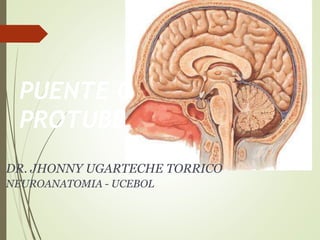 PUENTE O
PROTUBERANCIA
DR. JHONNY UGARTECHE TORRICO
NEUROANATOMIA - UCEBOL
 