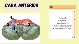 Cara anterior
• Amigdala
• Flóculo
• Vermis inferior
• Velo medular superior
• Velo medular inferior
 