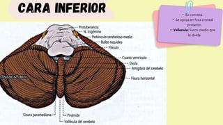 • Es convexa.
• Se apoya en fosa craneal
posterior.
• Vallecula: Surco medio que
lo divide
Cara inferior
 
