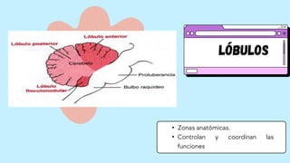 Lóbulos
• Zonas anatómicas.
• Controlan y coordinan las
funciones
 