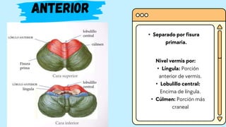 • Separado por fisura
primaria.
anterior
Nivel vermis por:
• Língula: Porción
anterior de vermis.
• Lobulillo central:
Encima de língula.
• Cúlmen: Porción más
craneal
 
