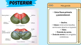 • Entre fisura primaria
y posterolateral.
Posterior
• Declive.
• Folium: Unión entre lobulillos
semilunares derecho e izquierdo
• Túber.
• Pirámide de vermis.
• Úvula de vermis: Entr amigdalas
cerebelosas.
Más grande
 