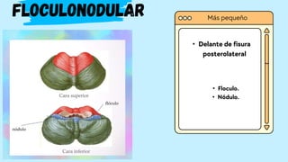 • Delante de fisura
posterolateral
Floculonodular
• Floculo.
• Nódulo.
Más pequeño
 