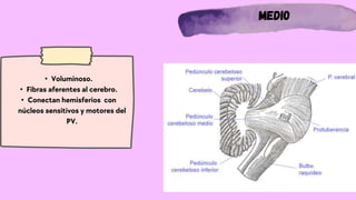 Medio
• Voluminoso.
• Fibras aferentes al cerebro.
• Conectan hemisferios con
núcleos sensitivos y motores del
PV.
 