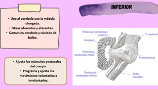 Inferior
• Une al cerebelo con la médula
olongada.
• Fibras aferentes y eferentes.
• Comunica cerebelo y núcleos de
bulbo.
• Ajusta los músculos posturales
del cuerpo.
• Programa y ajusta los
movimienos voluntarios e
involuntarios.
 