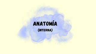 Anatomía
(interna)
 