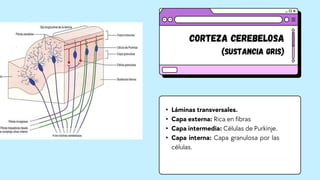 Corteza cerebelosa
(Sustancia gris)
• Láminas transversales.
• Capa externa: Rica en fibras
• Capa intermedia: Células de Purkinje.
• Capa interna: Capa granulosa por las
células.
 