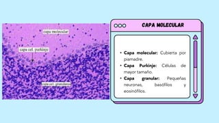 Capa molecular
• Capa molecular: Cubierta por
piamadre.
• Capa Purkinje: Células de
mayor tamaño.
• Capa granular: Pequeñas
neuronas, basófilos y
eosinófilos.
 