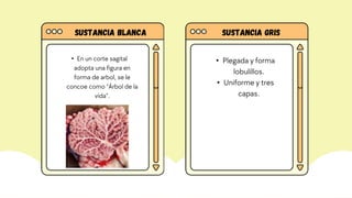 Sustancia blanca Sustancia gris
• En un corte sagital
adopta una figura en
forma de arbol, se le
concoe como “Árbol de la
vida”.
• Plegada y forma
lobulillos.
• Uniforme y tres
capas.
 