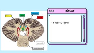Núcleos
• 8 núcleos, 4 pares.
 