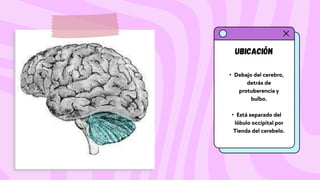 Ubicación
• Debajo del cerebro,
detrás de
protuberencia y
bulbo.
• Está separado del
lóbulo occipital por
Tienda del cerebelo.
 