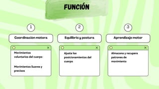 Movimientos
voluntarios del cuerpo
Función
Movimientos Suaves y
precisos
Ajusta los
posicionamientos del
cuerpo
Almacena y recupera
patrones de
movimiento
 