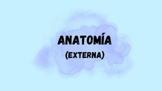 ANATOMÍA
(Externa)
 