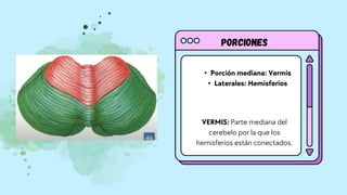Porciones
• Porción mediana: Vermis
• Laterales: Hemisferios
VERMIS: Parte mediana del
cerebelo por la que los
hemisferios están conectados.
 