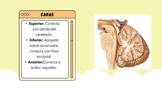 Caras
• Superior: Conecta
con tienda del
cereberlo.
• Inferior: Apoyado
sobre duramadre,
conecta con fosa
occipital.
• Anterior:Conecta a
bulbo raquideo.
 