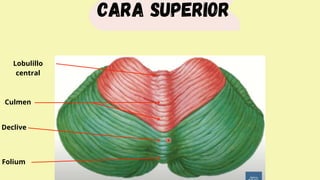 Cara superior
Lobulillo
central
Culmen
Declive
Folium
 