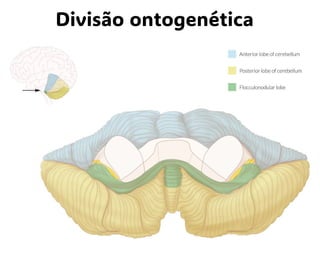 Divisão ontogenética
 