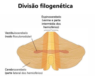 Divisão filogenética
 