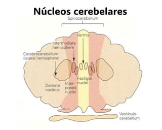 Núcleos cerebelares
 
