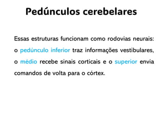 Essas estruturas funcionam como rodovias neurais:
o pedúnculo inferior traz informações vestibulares,
o médio recebe sinais corticais e o superior envia
comandos de volta para o córtex.
Pedúnculos cerebelares
 