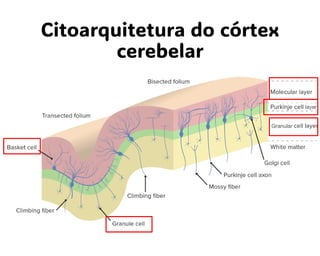 Citoarquitetura do córtex
cerebelar
 