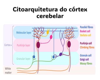 Citoarquitetura do córtex
cerebelar
 