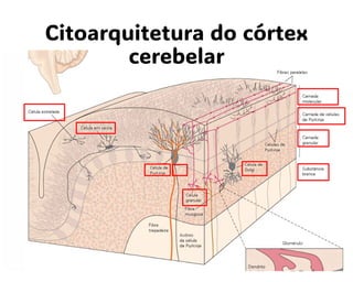Citoarquitetura do córtex
cerebelar
 