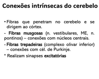 Conexões intrínsecas do cerebelo
• Fibras que penetram no cerebelo e se
dirigem ao córtex.
- Fibras musgosas (n. vestibulares, ME, n.
pontinos) – conexões com núcleos centrais.
- Fibras trepadeiras (complexo olivar inferior)
– conexões com cél. de Purkinje.
* Realizam sinapses excitatórias
 
