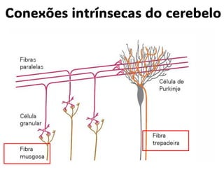 Conexões intrínsecas do cerebelo
 