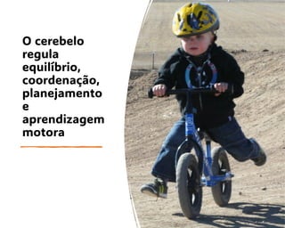 O cerebelo
regula
equilíbrio,
coordenação,
planejamento
e
aprendizagem
motora
 