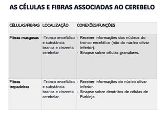 CÉLULAS/FIBRAS LOCALIZAÇÃO CONEXÕES/FUNÇÕES
Fibras musgosas -Tronco encefálico
e substância
branca e cinzenta
cerebelar
- Receber informações dos núcleos do
tronco encefálico (não do núcleo olivar
inferior).
- Sinapse sobre células granulares.
Fibras
trepadeiras
-Tronco encefálico
e substância
branca e cinzenta
cerebelar
- Receber informações do núcleo olivar
inferior.
- Sinapse sobre dendritos de células de
Purkinje.
AS CÉLULAS E FIBRAS ASSOCIADAS AO CEREBELO
 