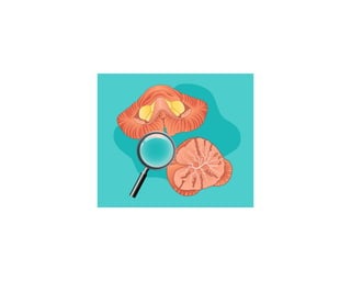 Cerebelo anatomia e funcionamento dele em psf