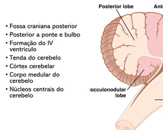• Fossa craniana posterior
• Posterior a ponte e bulbo
• Formação do IV
ventrículo
• Tenda do cerebelo
• Córtex cerebelar
• Corpo medular do
cerebelo
• Núcleos centrais do
cerebelo
 