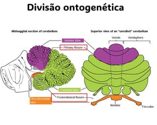 Divisão ontogenética
 